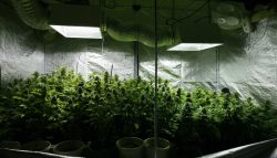 The Ultimate Guide To Setting Up A Hydroponic Grow Tent