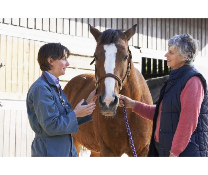 How To Be An Expert On Different Horse Ulcer Symptoms