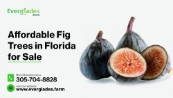 Affordable Fig Trees in Florida for Sale