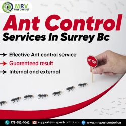 Ant Control Services in Surrey BC