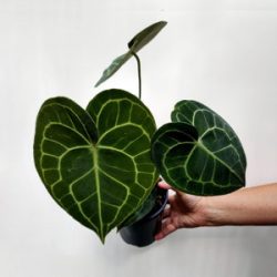 Everything about rubber plant care tips