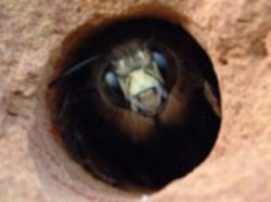 How to prevent carpenter bees?