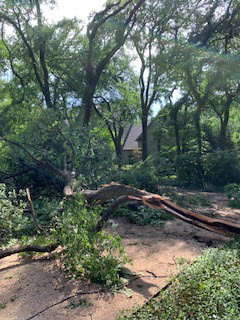 Texas Tornado Destroys Trees