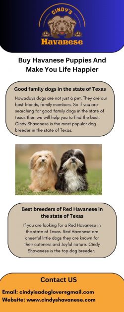 Buy Havanese Puppies And Make You Life Happier