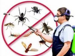 Do you really need monthly pest control?