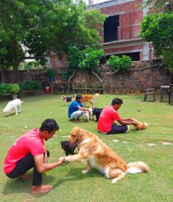 Best Dog Boarding services in Gurgaon