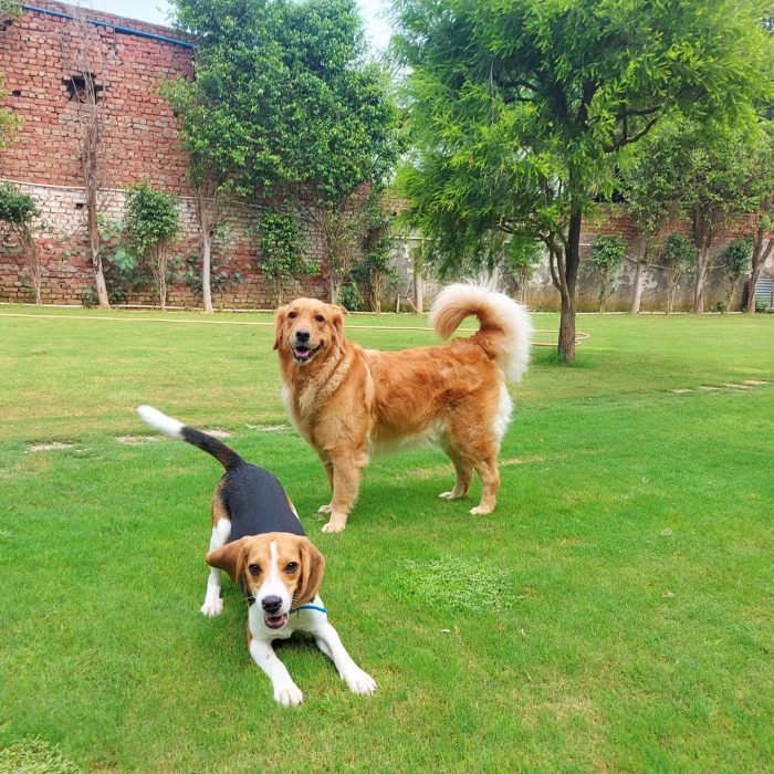 Dog Training services in Gurgaon