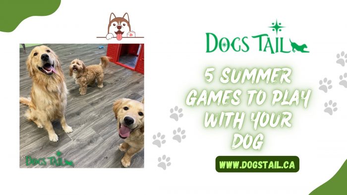 Dogs Tail – 5 Summer Games to Play with Your Dog