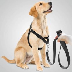 Choose the Best Dog Harness for Your Dog