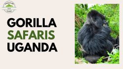 Get Best Gorillas Safaris and Tailor-Made Tours with Augustine Tours
