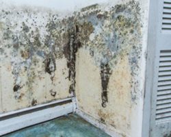 Take Charge of Your House With Charleston, SC Mold Removal Services