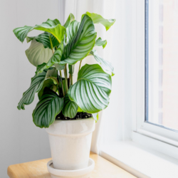 Plants Online Australia: A Guide to Choosing the Right Indoor Plants