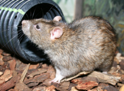 The Best rat removal services in Atlanta