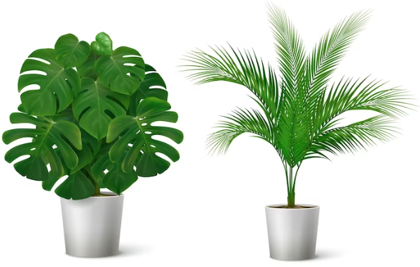 Buy Plants Online in Qatar