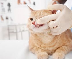 Feline Stomatitis in Cats – Veterinary Dental Care