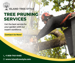 Tree Pruning Service in Maui – Island Tree Style