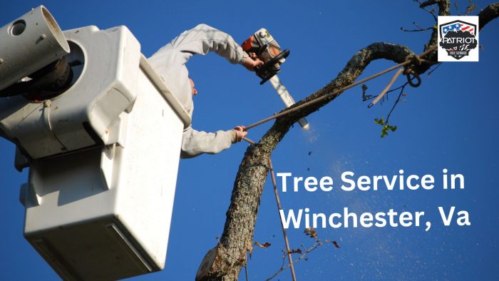 Who provides the best tree service in Winchester?