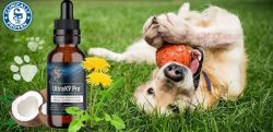 UltraK9 Pro {Clinically Proven} Provide Healthy And Energetica Life To Your Dogs Best Friend(Wor ...