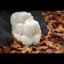 Lion’s mane benefits for health you must know