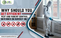 Why Should You Get Efficient Pest And Rodent Control Services In Surrey BC?