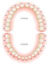 Dental Tooth Number Chart | Tooth Charts