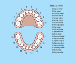 Dental Tooth Number Chart | Tooth chart with numbers and letters