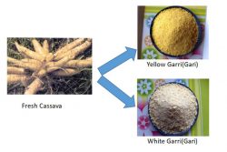 How To Process Garri From Cassava Tubers？