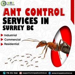 Ant control services in Surrey BC