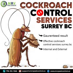 Cockroach Control Services Surrey BC