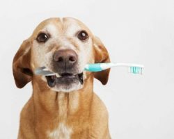 Four Reasons to Choose Us for Pet Dental Care!