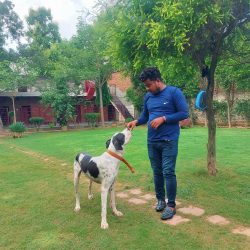 Dog groomers services in Gurgaon