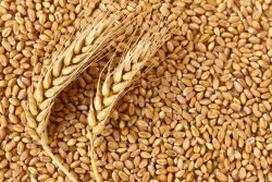 Kazakhstan Wheat