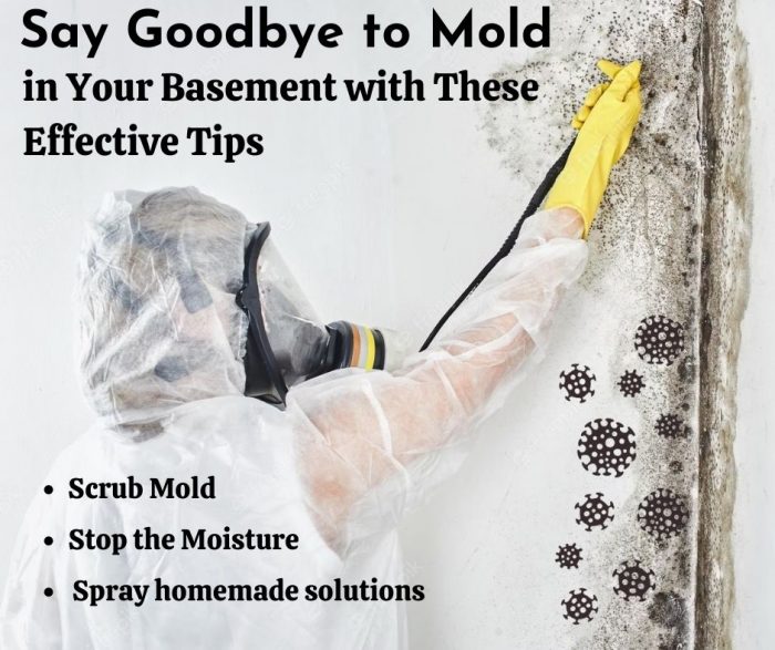 Effective Tips to Say Goodbye to Mold