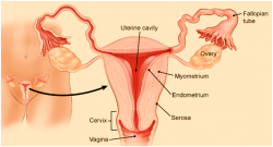 How to Increase Thinning of Endometrium by Food and Nutrition?