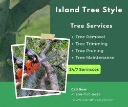 Get the Best Tree Arborist Services in Maui