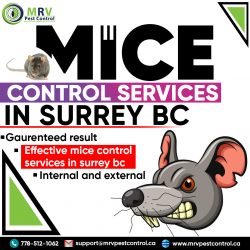 Mice control services in Surrey BC