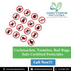 Who is the best services provider of pest control for cockroaches in Navi Mumbai?