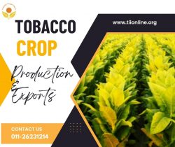 Data of Tobacco Crop and Tobacco Production