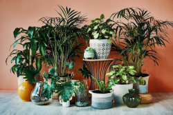 Add a Touch of Greenery to Your Space with The Jungle Collective’s Birds Nest Fern
