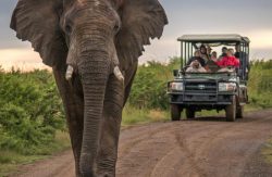 Tanzania Safaris Experience
