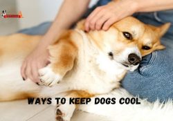 Ways To Keep Dogs Cool