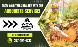 Get Expert Tree Care Professionals!