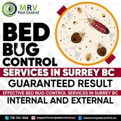 Bed bug control services in surrey BC