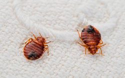 Controlling the menace bed bugs with the best bed bugs pest control in Thane
