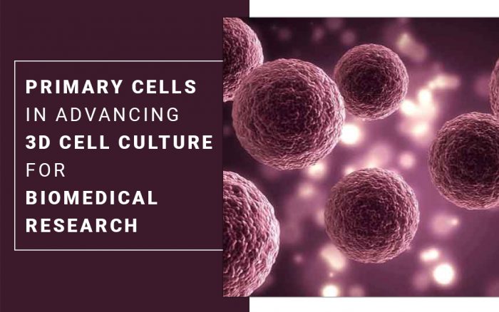Primary Cells in Advancing 3D Cell Culture for Biomedical Research