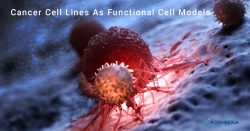 Cancer Cell Lines As Functional Cell Models