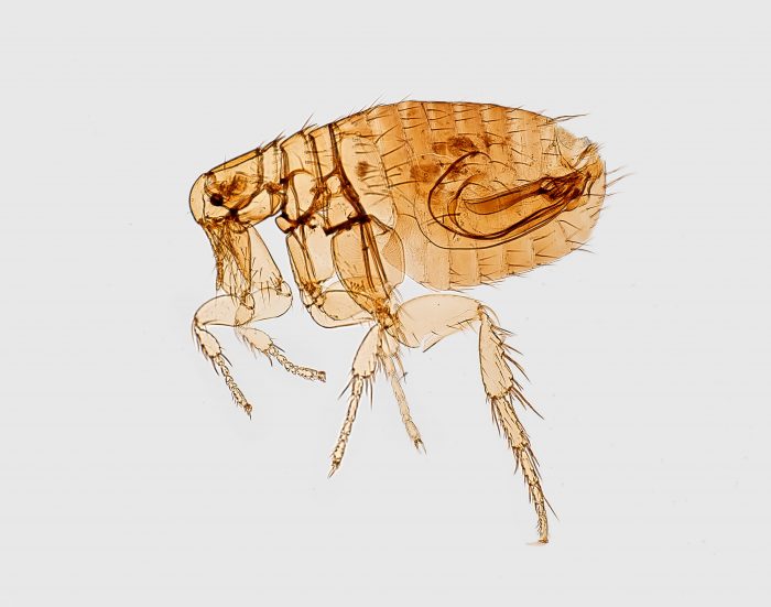 Flea Pest Control Melbourne: Eradicating Pesky Pests for a Flea-Free Home