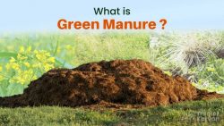 Types and Advantages of Green Manure for Farming