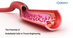The Potential of Endothelial Cells in Tissue Engineering