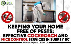 Keeping Your Home Free of Pests: Effective Cockroach and Mice Control Services in Surrey BC
